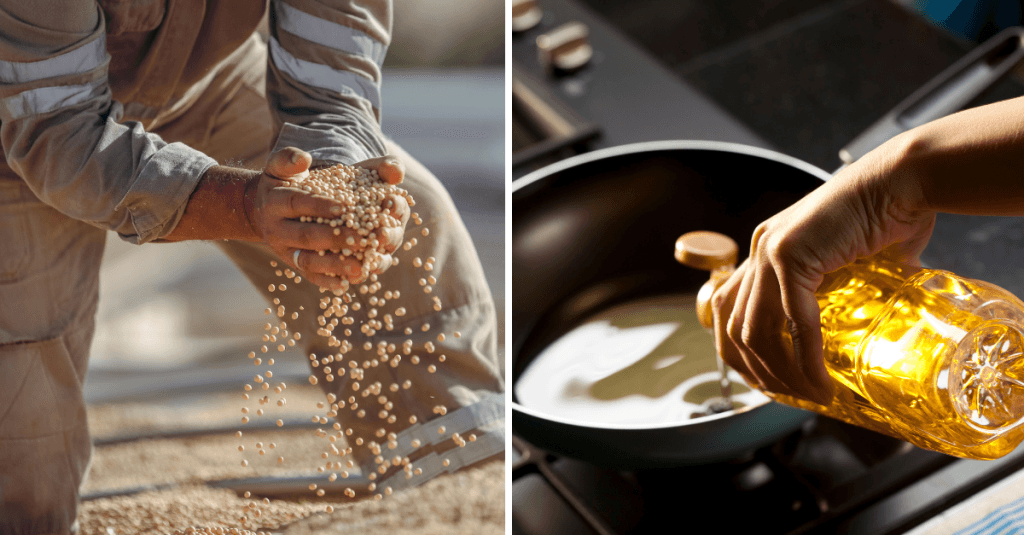 biodiesel versus renewable diesel hands holding soybeans, hand pouring cooking oil